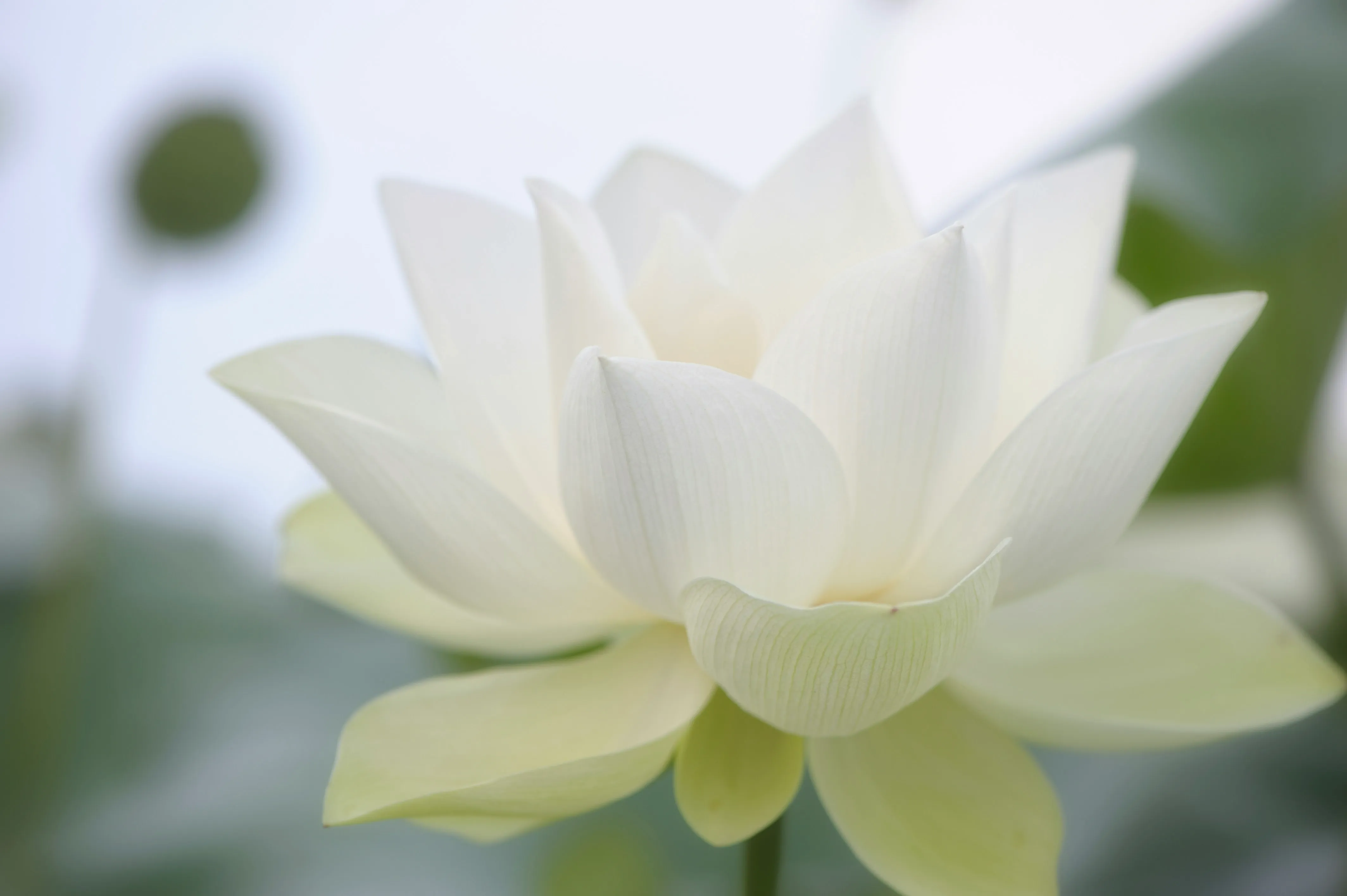 White lotus flower